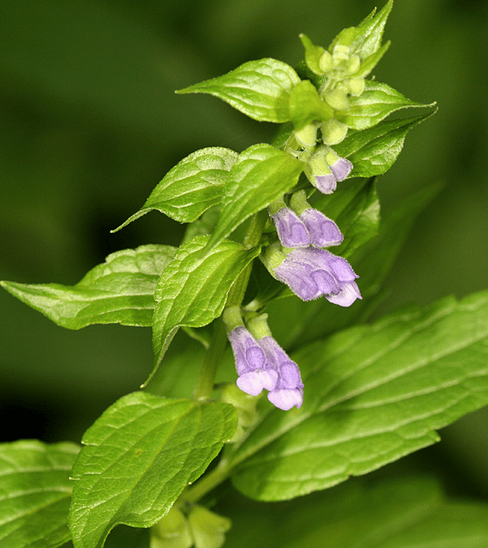 Herboristerie : 4 plantes médicinales à connaître pour soigner la nervosité