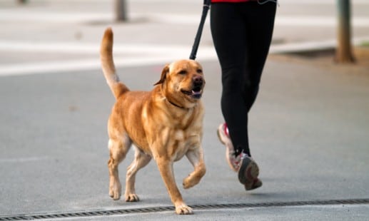 Faire du sport avec son chien : quels avantages ?