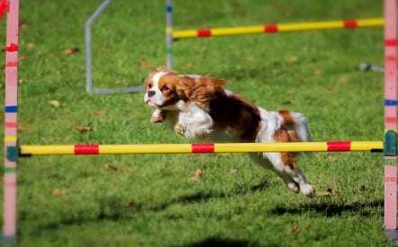 parcours agility chien