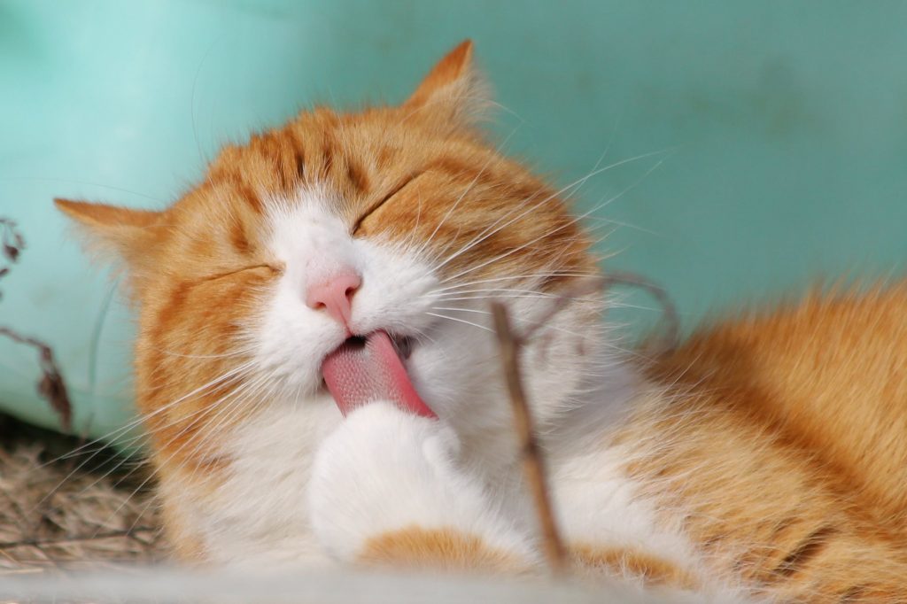 Chat qui fait sa toilette ce qui peut provoquer des allergies